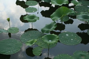 Lotus Pads on Reelfoot Lake