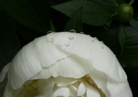 Peony with Rain  photography by Lisa Ernst